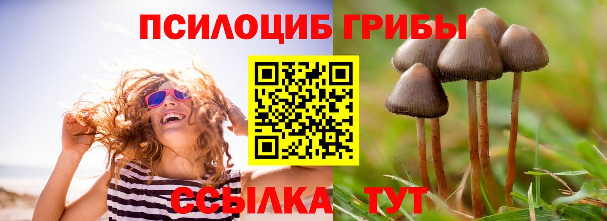 купить наркотик  Вход с VPN  Павловский Посад  Псилоцибиновые грибы Psilocybine cubensis 
